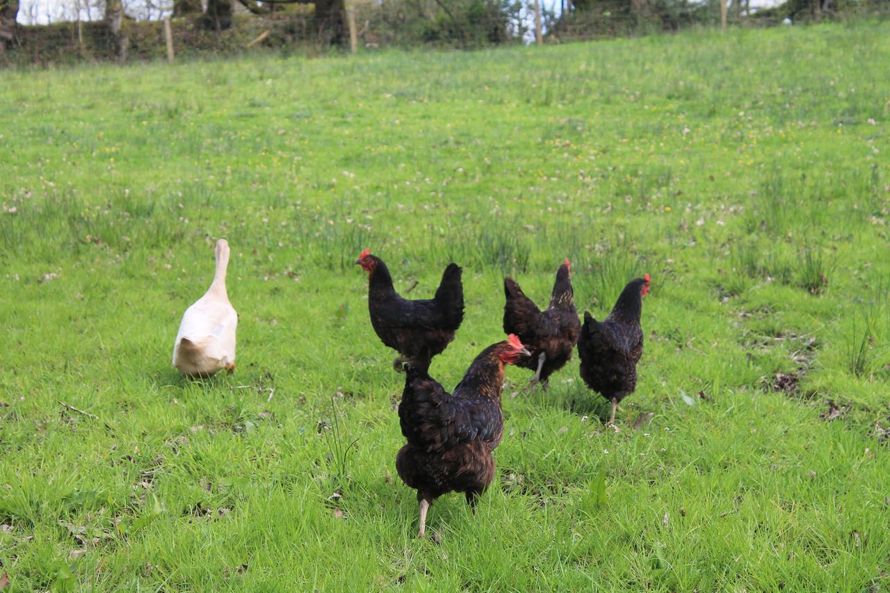 Meadowland Farm Panzió Dolton Kültér fotó
